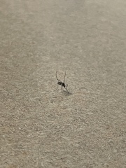 Insecta
