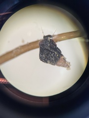 Bittiolum alternatum