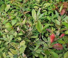 Rhododendron canadense