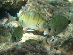 Diplodus sargus