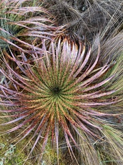 Puya clava-herculis