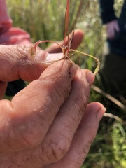 Drosera rotundifolia