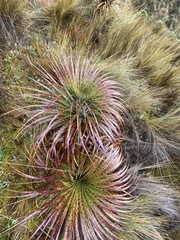 Puya clava-herculis