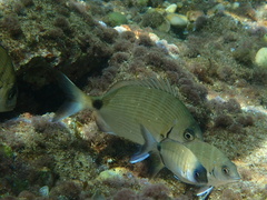 Diplodus sargus