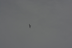 Chordeiles gundlachii