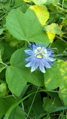 Passiflora foetida
