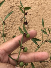 Phyllanthus warnockii