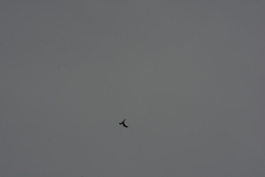 Chordeiles gundlachii