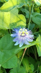Passiflora foetida