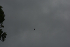 Chordeiles gundlachii