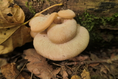 Lentinellus