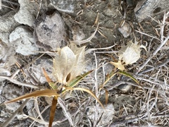 Hecastocleis shockleyi