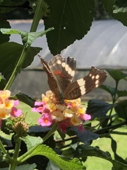 Anartia fatima