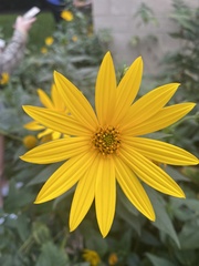 Helianthus strumosus