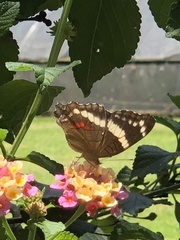 Anartia fatima