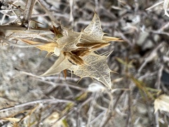 Hecastocleis shockleyi