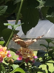 Anartia fatima