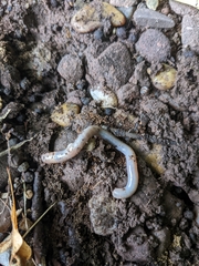 Lumbricus terrestris