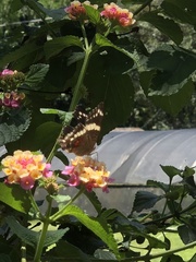 Anartia fatima