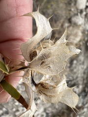 Hecastocleis shockleyi