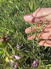 Agalinis heterophylla
