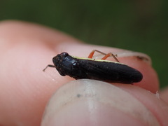 Homalodisca insolita