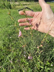 Agalinis heterophylla
