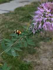 Bombus huntii