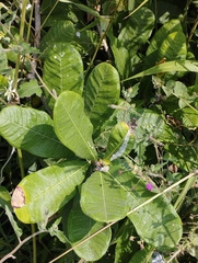 Cascabela ovata