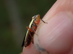 Homalodisca insolita