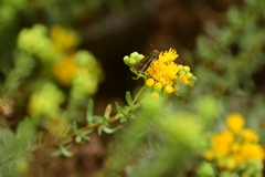 Panoquina errans
