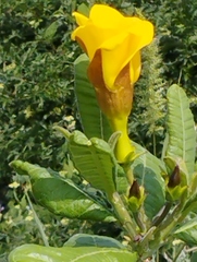 Cascabela ovata