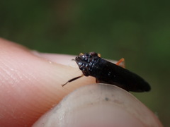 Homalodisca insolita