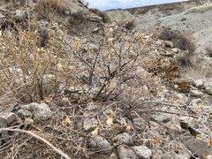 Hecastocleis shockleyi