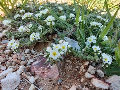 Euploca confertifolia