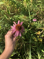 Echinacea