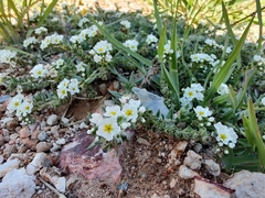 Euploca confertifolia