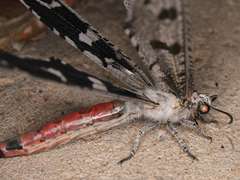 Crambomorphus namibicus