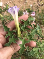 Datura quercifolia