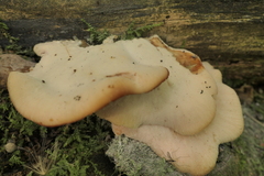 Lentinellus