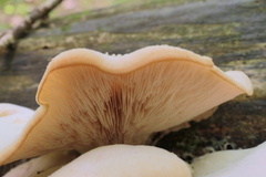 Lentinellus