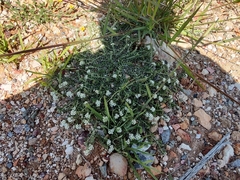 Euploca confertifolia