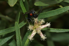 Argidae