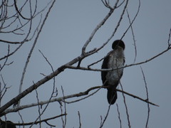 Phalacrocorax carbo