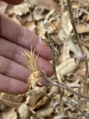 Carduus pycnocephalus