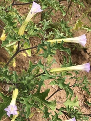 Datura quercifolia