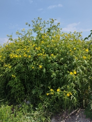 Smallanthus maculatus