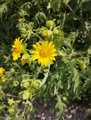 Smallanthus maculatus