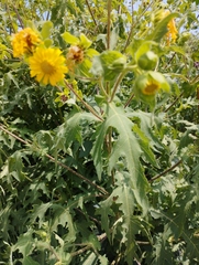 Smallanthus maculatus