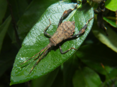 Acanthocephala terminalis